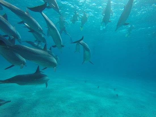 DAUPHINS